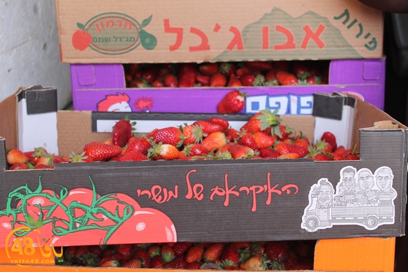 a7bab aqsa farawla (36).JPG